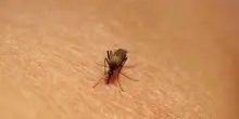 West Nile, registrate nuove vittime in Campania e nel Lazio