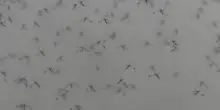 West Nile virus, aumentano i casi in Italia. Esperti: "Protezione contro le zanzare"