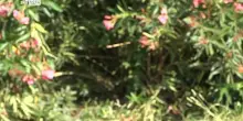 Giallo di villa Pamphili, DNA conferma: sono madre e figlia
