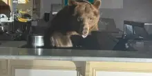 Orso mangia gelato furtivamente in California