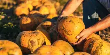 Frutta e verdura di stagione, la spesa di ottobre
