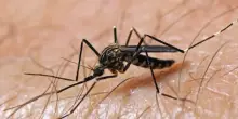 Virus West Nile, settima vittima nel Lazio: è un 77enne che era già sottoposto a dialisi