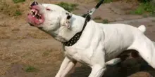 Pitbull libero in strada decapita a morsi un cagnolino