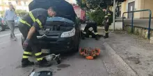 Sente degli strani miagolii dall'auto, dopo 80 km la sorpresa: scopre un gatto (ancora vivo) nel motore e lo adotta