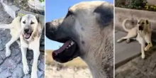 Cane randagio aspetta ogni giorno fuori da un hotel una coppia in vacanza che lo adotta e lo porta a casa: «Ora è felice»