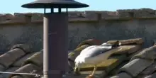 Il gabbiano vomita 39 secondi prima della fumata bianca: il video prima dell'elezione di Leone XIV