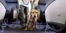 Aerei, cani e gatti da ora possono viaggiare in cabina: quelli più grandi sul sedile (con la cintura allacciata)