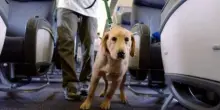 Viaggi in aereo, la svolta per il trasporto di animali domestici: ora cani e gatti potranno volare in cabina. Le nuove regole
