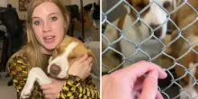 Adotta un cane un'ora prima che venisse soppresso, così salva Camille (e sua sorella): «Incrociate coi Pitbull, nessuno le voleva»