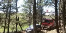 Pensionato muore schiacciato da un albero che gli precipita addosso: «Era nel bosco»
