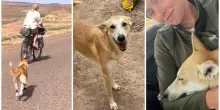 Cane randagio segue una donna nel deserto per oltre 95 chilometri, lei lo adotta: «Dopo una carezza è diventata la mia ombra»