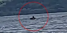«Nessie ha un cucciolo. Ho visto un piccolo mostro di Loch Ness giocare con la sua preda prima di divorarla, ho un video»