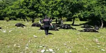 Tempesta di fulmini sulla mandria di cavalli a Casalattico. Muoiono 33 animali