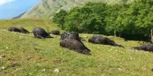 Mandria di cavalli uccisa da una tempesta di fulmini: «L'allevatore li aveva lasciati liberi al pascolo, si erano riparati sotto gli alberi»
