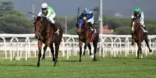 Derby di Galoppo, il 2 giugno Klaynn sfida i maschi all'ippodromo Capannelle di Roma