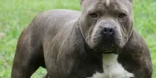 Nonna e nipote di 2 anni assalite da pitbull ad Agliana: la piccola, morsa a gambe e addome, è grave