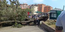 Venezia, albero crolla sulla folla a Piazzale Roma: 10 feriti, grave una donna. Bloccati i turisti che scattano selfie