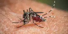 Dengue (e non solo) viaggia in Italia, dopo Livorno casi anche a Bassano del Grappa: torna l'allarme per le malattie delle zanzare