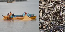 Acciughe sempre più piccole, il preoccupante fenomeno dell'upwelling che sta cambiando il Mediterraneo