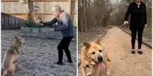 Cane anziano non trova una famiglia, poi l'incontro con Jeanette: «Lei aveva 75 anni, erano fatti l'uno per l'altra. È stato lui a sceglierla»