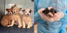 Salvati 101 cuccioli di cane da un allevamento intensivo. «In 5 o 6 chiusi in piccole gabbie e circondati da escrementi»