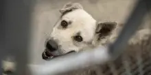 «Cani randagi fucilati e uccisi, usati come bersagli mobili»: la denuncia dell'Aidaa