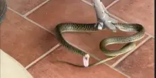 Serpente spunta nel porticato di una casa vicino Roma, paura per il proprietario: il rettile si era infilato nel vano del forno