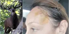 Il cervo che aggredisce turisti vicino L'Aquila. «Non avvicinatevi». E gli animali catturati vengono portati in montagna