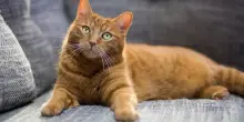 Fip: autorizzato l'uso del remdesivir per i gatti