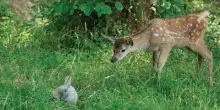 "Bambi" con animali veri, il cartoon "Gatto": il cinema celebra l'incanto della natura