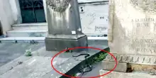 Serpente tra le tombe, paura nel cimitero monumentale di Napoli