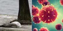 Aviaria, lo studio: «Il virus H5N1 ha trovato nuovi modi per eludere le difese umane, l'efficacia degli anticorpi è diminuita»