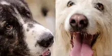 Lumache killer, allarme per il parassita: «Fanno strage di cani, anche l?uomo è a rischio». Sintomi, contagio e prevenzione