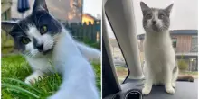 La gattina Dusty sale su un furgone e fa un viaggio di 650 km: «Odia stare a casa, stavolta si è superata»