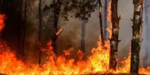 Cadavere tra le sterpaglie in fiamme, mistero nella Bergamasca: la scoperta dei vigili del fuoco