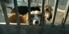Animali, in vigore la legge Brambilla: carcere per i maltrattamenti, multe più salate e stop alle catene per i cani. Cosa cambia