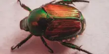 Scarabeo giapponese, invasione in Nord Italia: come riconoscerlo e proteggersi dagli effetti «devastanti»
