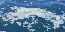 Mediterraneo sempre più caldo, temperature record nel 2024: media di 21,16°C. Registrate 14 ondate di calore all?Asinara