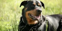 Donna di 50 anni azzannata al volto dal suo rottweiler, è in gravi condizioni
