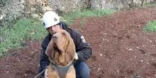 Bruno, il giallo del cane eroe ucciso da un boccone con dei chiodi