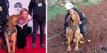 Cane eroe ucciso con bocconcini infarciti di chiodi, l'addestratore di Bruno: «So chi è stato, volevano colpire me»