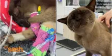 Gatto Birmano per un'ora in lavatrice, Pablo sopravvive a 3mila giri di centrifuga: «È un miracolo»