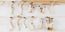 Funghi allucinogeni contro la depressione: la sperimentazione e il nuovo studio italiano