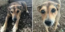 Cagnolina legata sui binari e travolta dal treno: «Abbiamo trovato Timida a pezzi, un dolore indescrivibile». La confessione e i responsabili