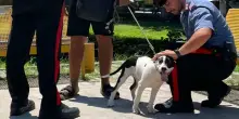 Cani rapiti, il nuovo fenomeno per chiedere il riscatto: baby gang e clan vogliono anche 5mila euro