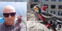 Aldo Orabona, multato a Roma per la pettorina al pappagallo: «Mai maltrattato il mio Pippi Pippi»