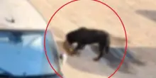 Due rottweiler sbranano gatti randagi: orrore a Pozzuoli. «Liberati dai padroni, una crudeltà inaudita» VIDEO