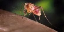 West Nile, due casi nel Lazio: i primi endemici. La mappa dei contagi, sintomi e come si trasmette