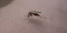 West Nile Virus: che cos'è la febbre del Nilo. Come si contrae, sintomi e cure