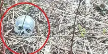 Teschio e scheletro in un terreno, il mistero dei resti umani nel bosco all?Aurelio a Roma